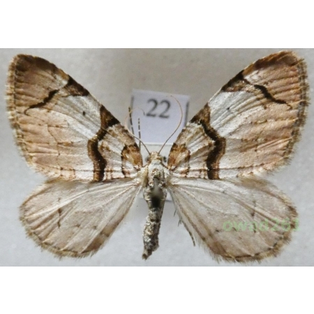 Anticlea derivata (Denis & Schiffermüller, 1775) Czech22